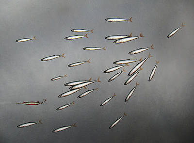 DONALD PROVAN - strung along